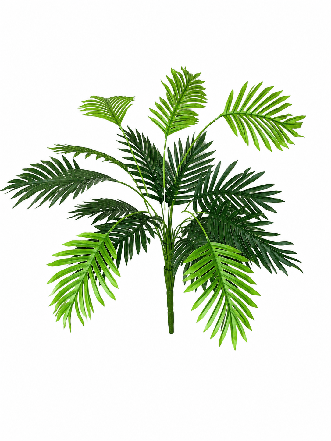 Palma Areca
